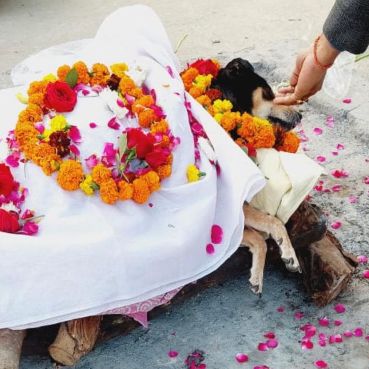 Pet Cremation Services