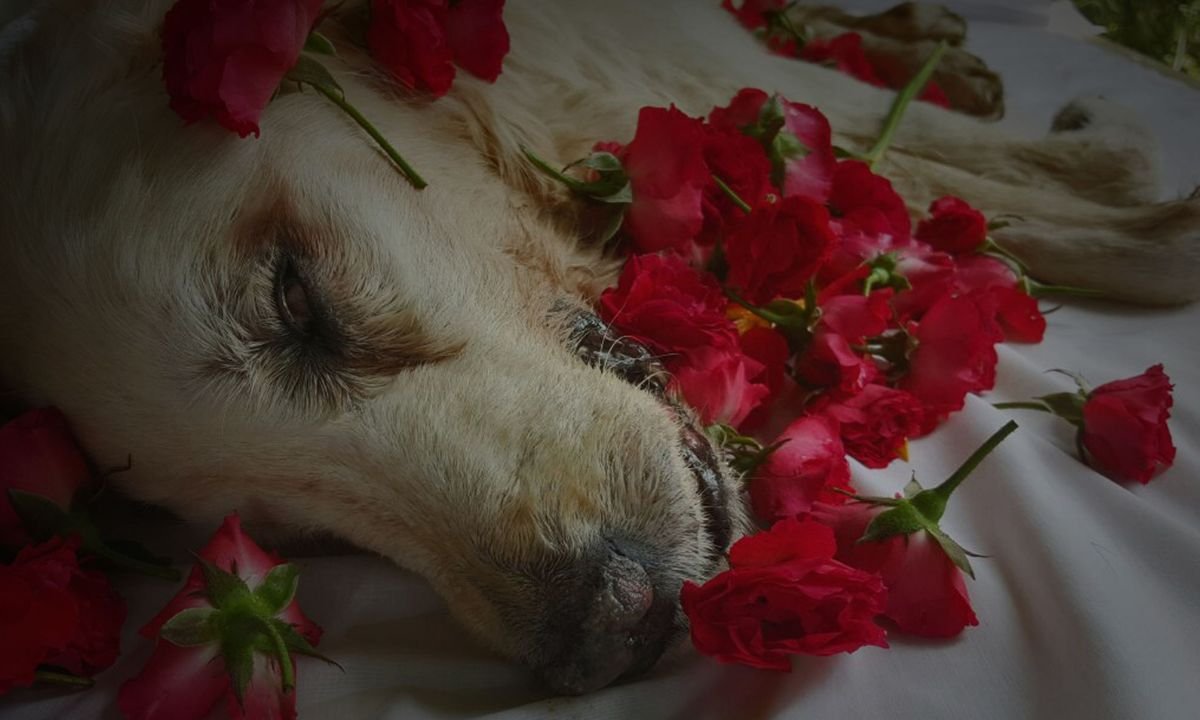 Private Pet Cremation